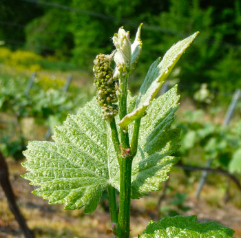 Image de grappes de raisins