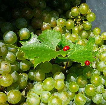 Image de raisins champenois