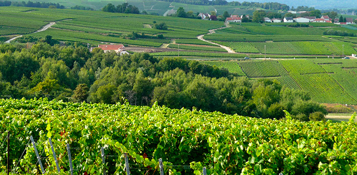 Image de vignes champenoise